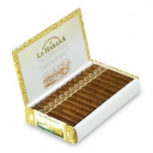 SAN CRISTOBAL EL PRINCIPE Prince (25）